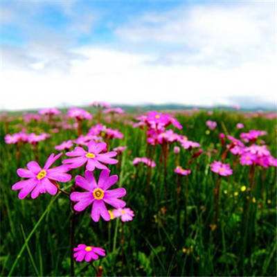 台湾福星彩app下载截图